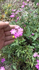 Glandularia canadensis