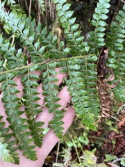 Polystichum braunii
