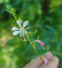Oenothera podocarpa