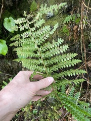 Polystichum braunii
