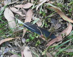 Ducula spilorrhoa