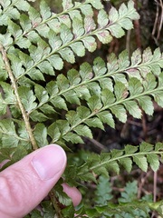 Polystichum braunii