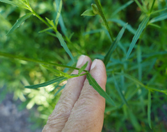 Oenothera podocarpa
