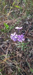 Phlox carolina