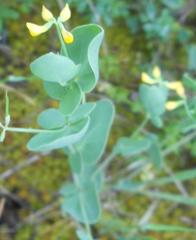 Coronilla scorpioides