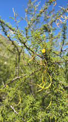 Vachellia constricta