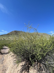 Vachellia constricta