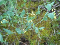 Coronilla scorpioides