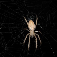 Larinia