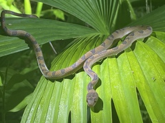 Leptodeira