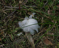 Ducula spilorrhoa