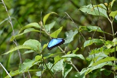 Morpho helenor octavia