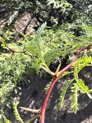 Vachellia constricta