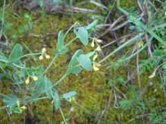 Coronilla scorpioides