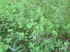 Codonopsis ussuriensis