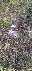 Phlox carolina