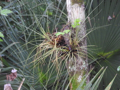 Tillandsia bartramii