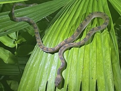 Leptodeira