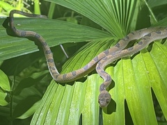 Leptodeira