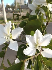 Bauhinia