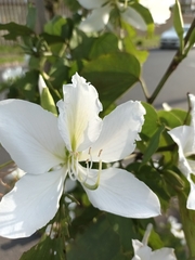Bauhinia
