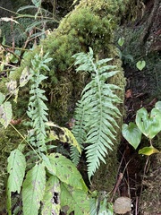 Polypodium glycyrrhiza