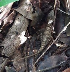 Anolis rodriguezii