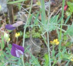 Vicia peregrina