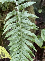 Polypodium glycyrrhiza