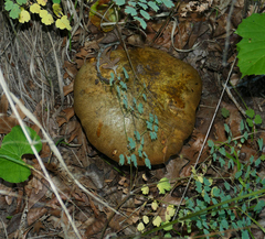 Caloboletus rubripes