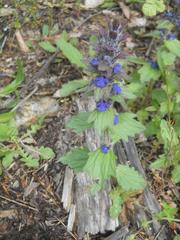 Ajuga genevensis