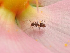 Nylanderia steinheili