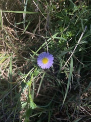 Brachyscome multifida