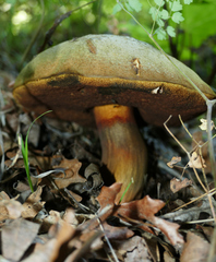 Caloboletus rubripes