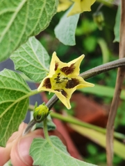 Physalis peruviana
