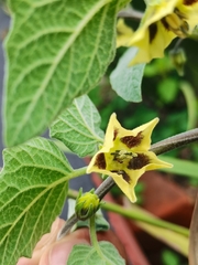 Physalis peruviana