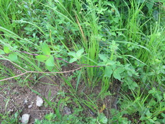 Codonopsis ussuriensis