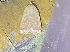 Abagrotis alternata