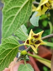 Physalis peruviana