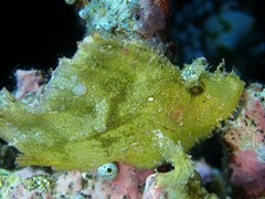 Taenianotus triacanthus