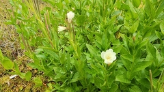 Epilobium luteum