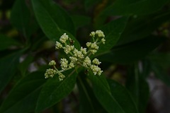 Desmanthodium perfoliatum