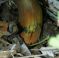 Caloboletus rubripes