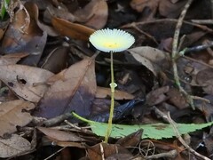 Leucocoprinus fragilissimus image