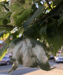 Erysiphe penicillata