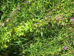 Codonopsis ussuriensis