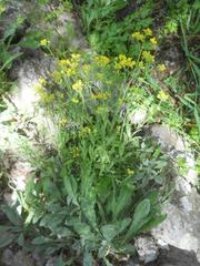 Odontarrhena muralis