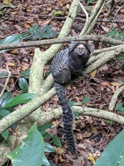 Callithrix jacchus × penicillata