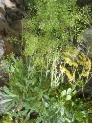 Odontarrhena muralis