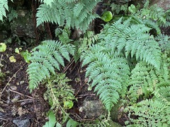 Dryopteris expansa